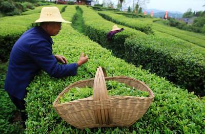 多喝茶，生活更美好——2020年全球茶葉消費(fèi)量將超600萬噸